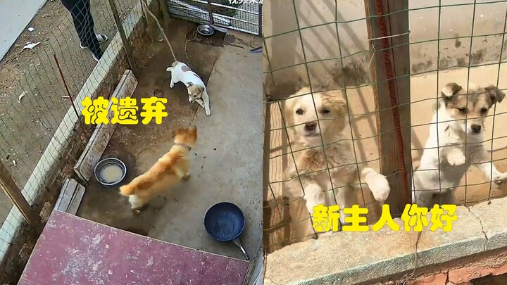 غريب يترك كلبه في حظيرة كلاب منزل آخر، وصاحب المنزل يصاب بالذهول عند العودة: كيف أصبح هناك عدة كلاب 