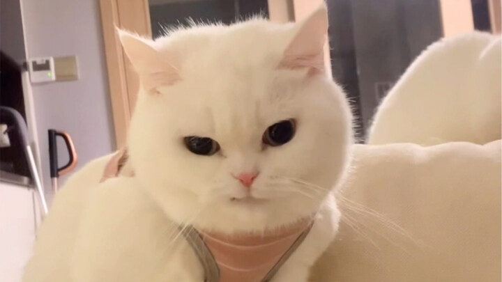 Hmph, why are you so cocky?