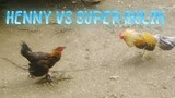 SPAR !                                     Black Mcrae Henny VS SUPER BULIK 6 Months