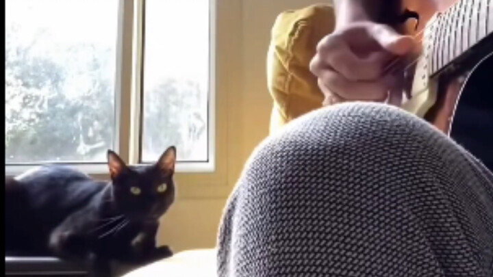 This little guy grooves better than a human!