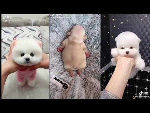 TIK TOK || Những chú chó cute nhất quả đất💕🔥