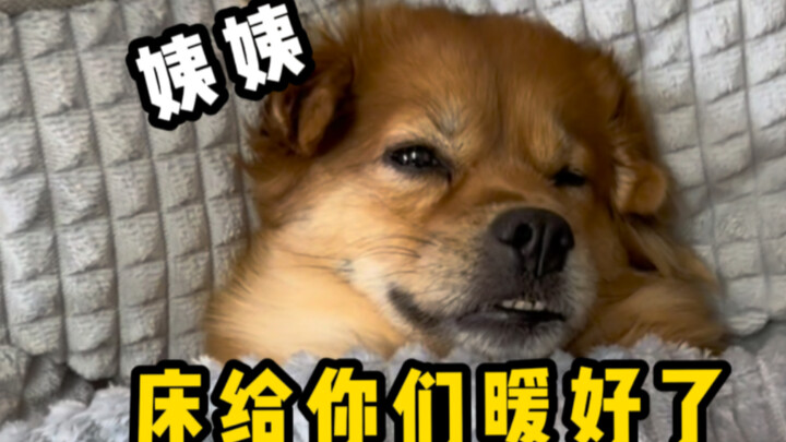 Có cún con ngủ cùng thì tôi chả còn thiết gì đến cái giường này nữa.