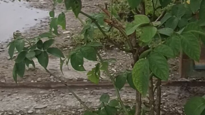 একদিকে পৃথিবী একদিকে তুমি যদি থাকো