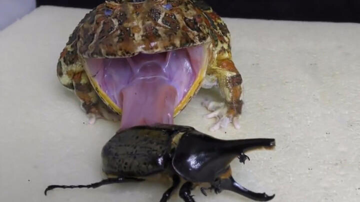 [Animals]A Picky Toad and a Unicorn Beetle