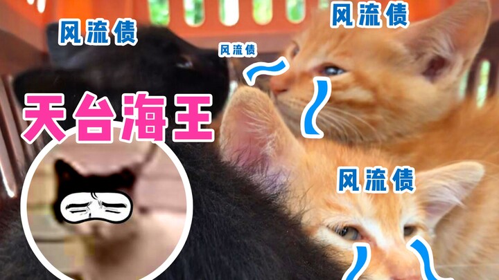 Kucing jantan tak berguna setiap hari berjalan kaki naik ke lantai 33 untuk bertemu dengan tiga kuci