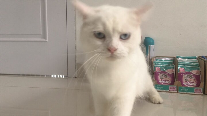 Kucing Bella Makan Obat Cacing.