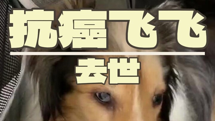 3 years after cancer diagnosis, through countless trials—may it find happiness in the dog world.