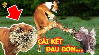 🔴 Điên Cuồng Lao Vào T.ử C.h.i.ế.n Nhím Gai, S.á.t Thủ Pitbull Nhận Cái Kết B.i T.h.ả.m Thủng Lỗ Chỗ