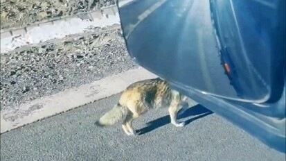 Internet-famous wolf: “Finally, someone’s feeding me fruit!”