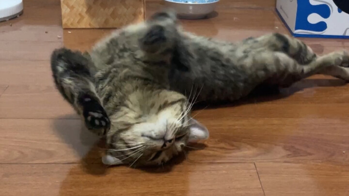 The kitten does a fish‑flip on the floor, waiting for Mom to call him cute—once she does, he flips e
