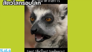 สัตว์โลกรอบโลก 😆