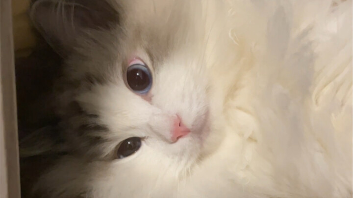 There can’t be another victim cat.