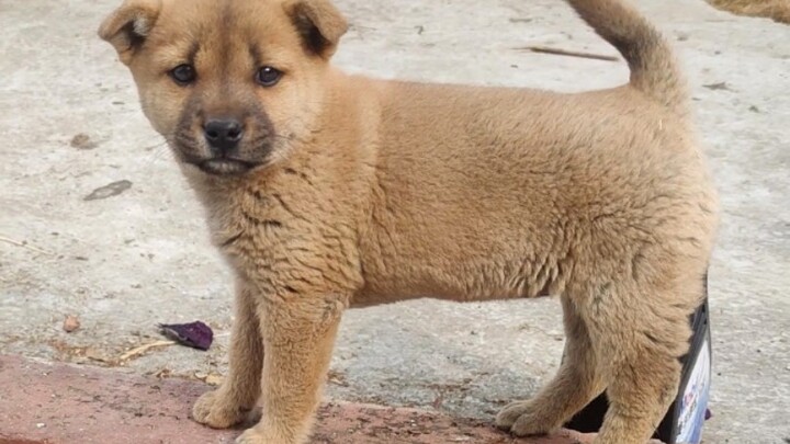 Tiểu Hoàng vừa ngốc lại kém cảnh giác, đã mất tư cách làm chó giữ nhà rồi!