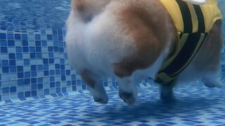 Kaki Corgi sangat pendek sehingga mereka hanya bisa mengapung di air.