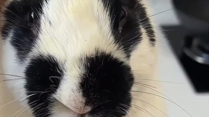 Rabbits are so cute—why are they baring their teeth?