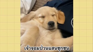 เพื่อนตัวน้อย สัตว์เลี้ยงแสนซน : เจ้าจอมป่วนแสนซุกซน