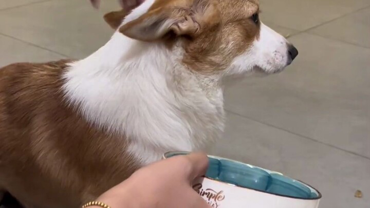 What should I do about a picky dog?