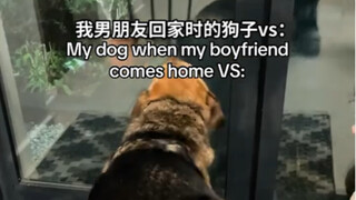 小狗能有多偏心