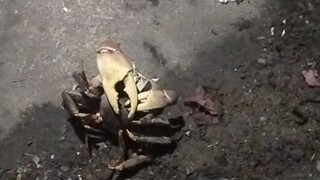 Philippine Crab Mating! 😱👀 it's my first time witnessing it! 😱