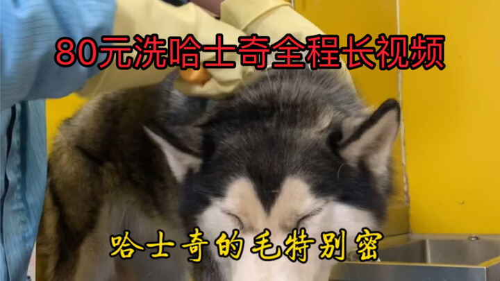 80 RMB Husky Wash: Full-Length Video