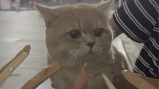 Khi mèo con gặp phỏng vấn Cat Stick