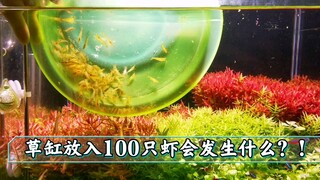 草缸中放100只虾会发生什么？！
