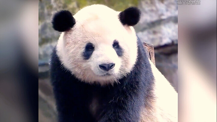 Some bears become dads at six, while others are still wailing because they’ve been separated from th