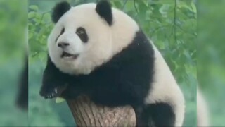 顶流女明星花花的绯闻男友，莽辰辰有多可爱。