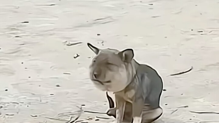 4 minute funny animal video