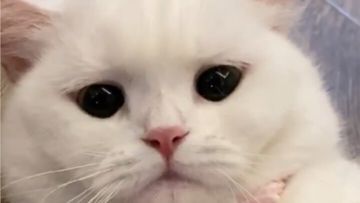 Mèo con mới sinh thực sự quá đỗi đáng yêu, hồng hào mịn màng.