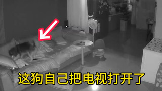 لقد فتح كلبي التلفاز في منتصف الليل وشاهده طوال الليل... أنا بلا كلام