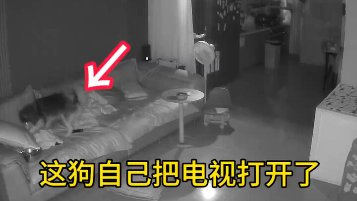 لقد فتح كلبي التلفاز في منتصف الليل وشاهده طوال الليل... أنا بلا كلام