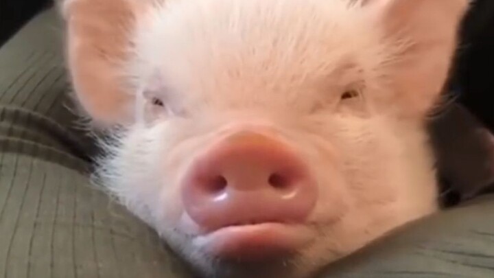 หลากลักษณะชีวิตหมู!