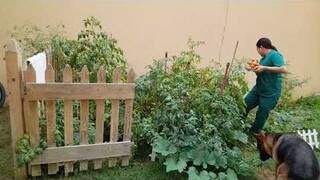 Harvesting Our Organic Tomatoes