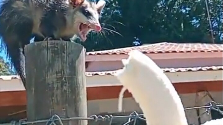 One bite turns enemies into best friends.