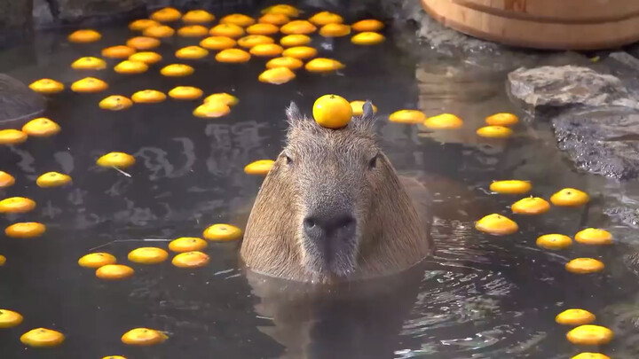 Capybara’s Lunch Break