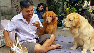 หมาบ้านนี้กินยา ต้องมีค่าจ้างGolden Retriever