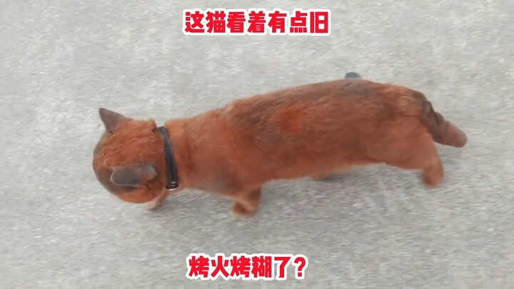 แมวตัวนี้ดูเก่า ที่แท้คือโดนย่างจนไหม้
