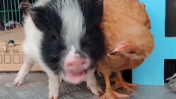 Paman melatih kucing kecil, ayam kecil, dan babi kecil