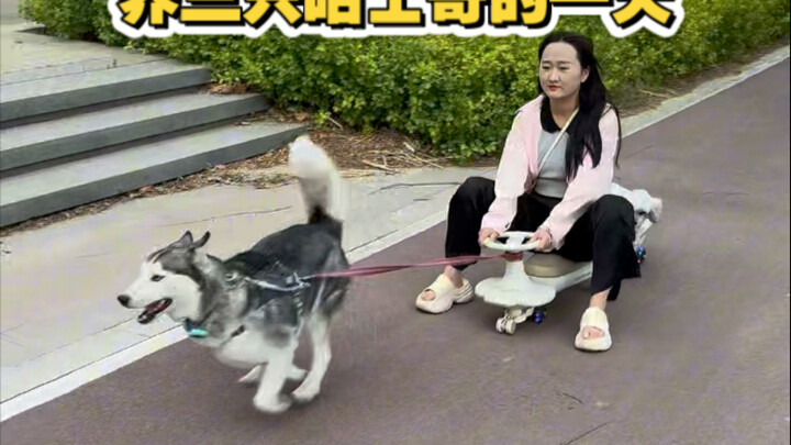 Selamat datang di tayangan satu hari seorang perempuan lajang kelahiran 1999 merawat tiga ekor Husky