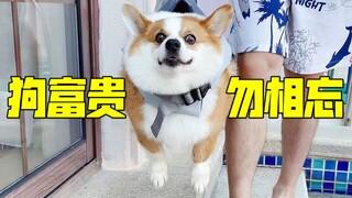 Waktunya terbuka! Ini mungkin anjing terkaya yang pernah ada