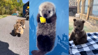 Daya tarik bayi, 99% orang tidak bisa menahannya