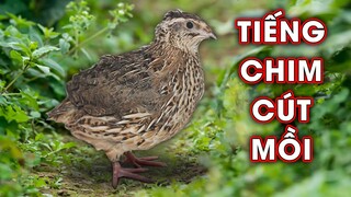 tiếng chim cút mồi 🐦giọng gáy chuẩn bẫy hiệu quả nhất