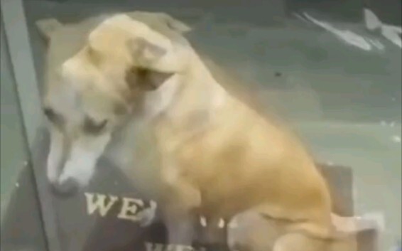 A stray dog was hiding from the rain outside the store door. The boss opened the door to let him out