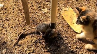 这样灭老鼠太狠了！