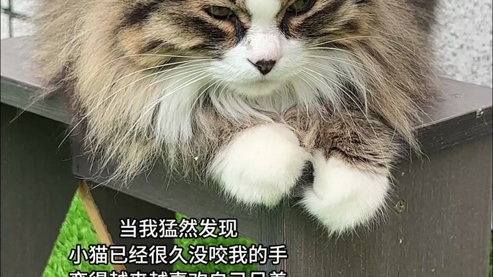 When a cat stops being mischievous, it means it has entered the next stage.