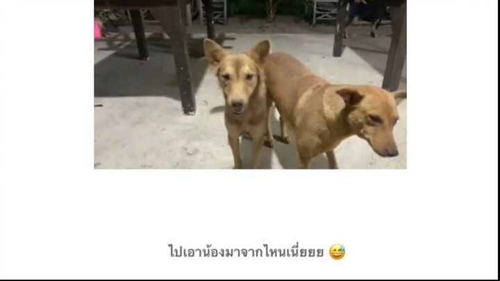 ไปเอาน้องมาจากไหนเนี่ย