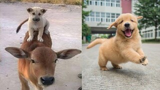 Cute Dogs And Puppies Doing Funny Things Compilation 2021 | Cute Puppy In The World | Cute Animals