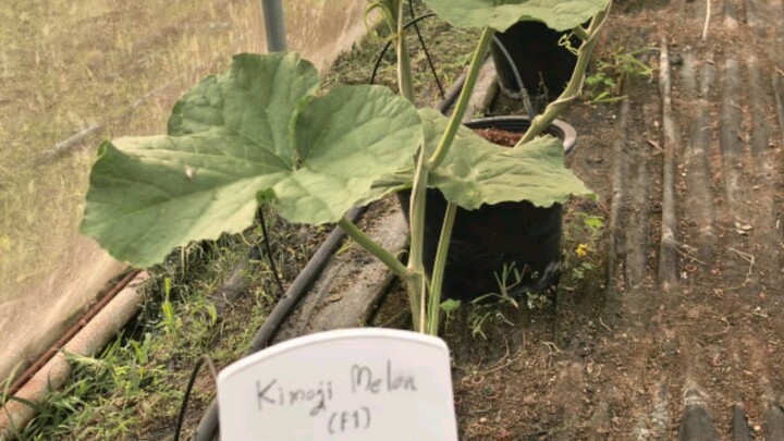 35 วันที่รอคอย! 🍈✨ เมล่อนสายพันธุ์คิโมจิ (Kimoji) เติบโตไวมาก ตอนนี้เริ่มติดดอกบานสะพรั่ง พร้อมเข้า