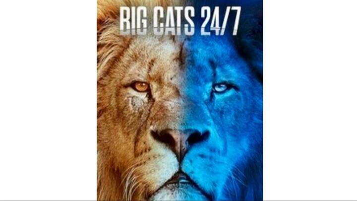Big Cats 24:7, Series 1, Episode 6